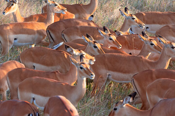 Herd of multiple female Impala (Aepyceros melampus) in the grasslands of Serengeti National Park....