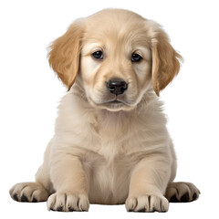 Golden Retriever puppy dog isolated on transparent background.