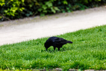 Crow on grass field in the city
