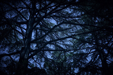 Obraz premium Bottom view of gloomy trees against a dark blue sky. Dark image processing.