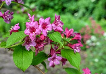 Obraz premium Pink weigela bush flowers