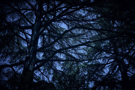 Bottom view of gloomy trees against a dark blue sky. Dark image processing.