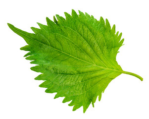 Sesame leaves or koreansesame Leaf Isolated on White Background,Korean Green Shiso Perilla Leaf on White PNG File.