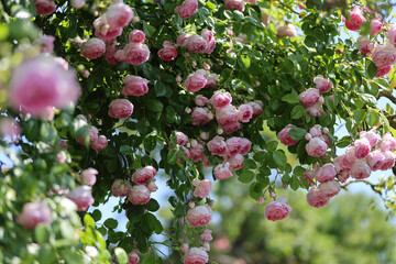 Beautiful pink english climbing roses with a romantic look in the summer perennial garden beside...