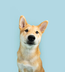 Portrait cute shiba inu puppy dog looking at camera smiling. Isolated on blue pastel background