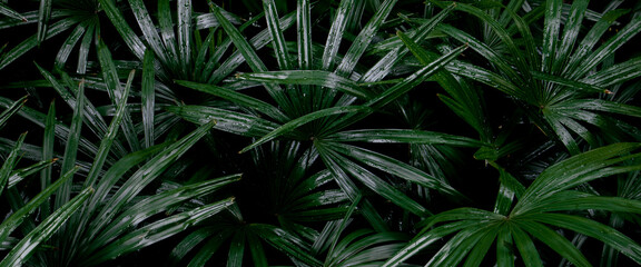 Naklejka na ściany i meble Dark Green leaves background of Lady palm or Bamboo palm (Rhapis Excelsa) in the tropical garden