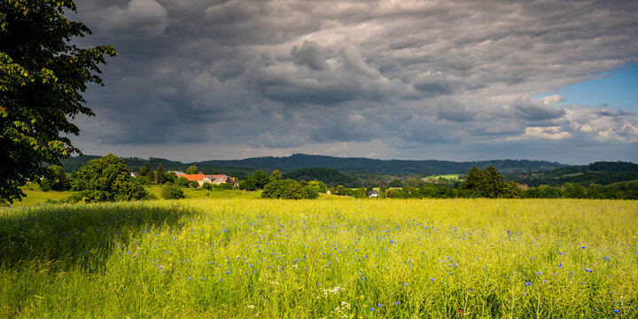 Feld mit Kornblumen am Panoramaweg in der Sächsischen Schweiz 1 © Holger W. Spieker