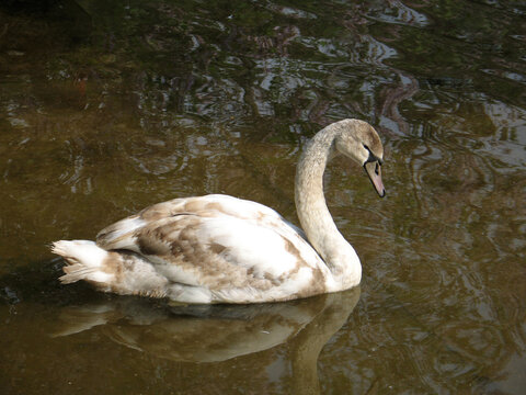 Mute swan (Cygnus olor) one-year-old cub