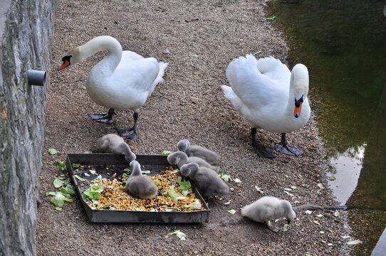 Mute swan (Cygnus olor) parents with cubs