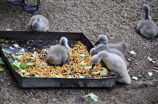 Mute swan (Cygnus olor) parents with cubs
