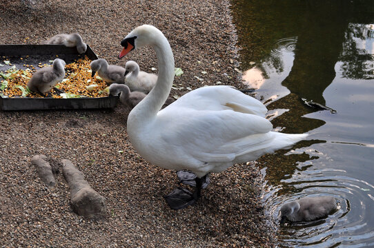 Mute swan (Cygnus olor) parents with cubs
