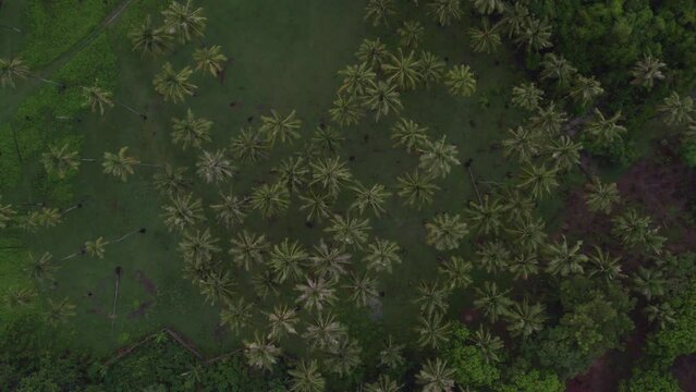 Top down shot of palm trees forrest next to Marosi beach Sumba Island, aerial