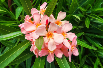 Oleander flowering flower plant herb nature natural detail close up