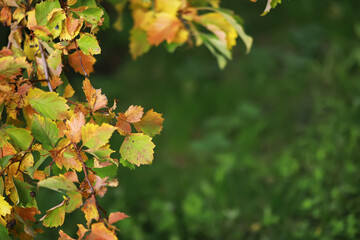 Beautiful autumn landscape with yellow trees and sun. Colorful foliage in the park. Falling leaves natural background