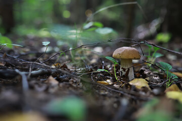 Mushroom during fall in a Forest Lane with Shallow Depth of Field