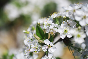 White flowers on a green bush. Spring cherry apple blossom. The white rose is blooming.