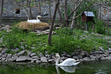 Mute swan (Cygnus olor) mother lies in the nest