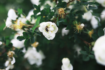 White flowers on a green bush. The white rose is blooming. Spring cherry apple blossom.