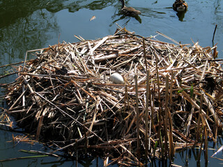 Mute swan (Cygnus olor) nest 