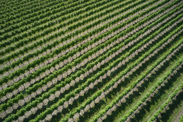 Vineyards in Italy. Vineyard plantation aerial view. Green rows of vineyards top view. Plantation vineyard top view diagonal.