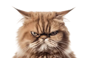 Fototapeten Grumpiness cat on Transparent Background, AI © Usmanify