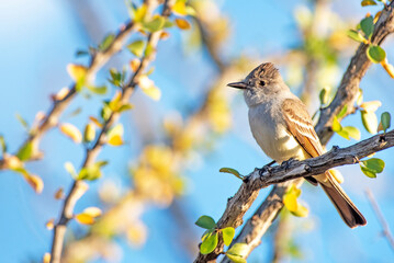 Ash-throated flycatcher (Myiarchus cinerascens)