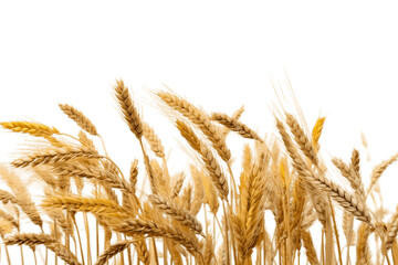 Transparent Background Wheat Field Illustration, AI - obrazy, fototapety, plakaty