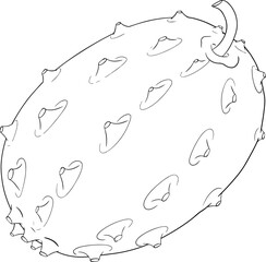 Kiwano fruits, cucumis metulifer, horned melon. Vector hand drawn, line, coloring pages illustration on white background.