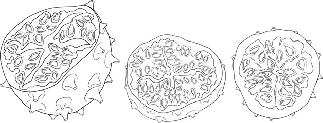 Kiwano fruits, cucumis metulifer, horned melon. Vector hand drawn, line, coloring pages illustration on white background.