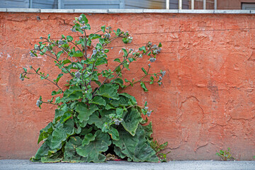 Blooming burdock at the stone wall on a summer day