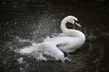Mute swan (Cygnus olor) he bathes and grooms his feathers