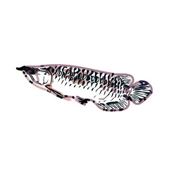 Arowana fish color sketch with transparent background