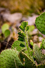 cactus in the desert