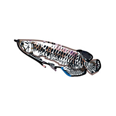 Arowana fish color sketch with transparent background