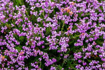 Obraz premium Erica cinerea. Bell heather in flower.