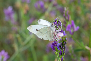 Thomisus onustus. Pink crab spider feeding on a white butterfly.