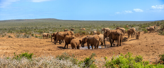 Panorama of Elephant Herd at Waterhole - obrazy, fototapety, plakaty
