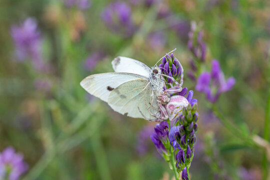 Thomisus onustus. Pink crab spider feeding on a white butterfly.