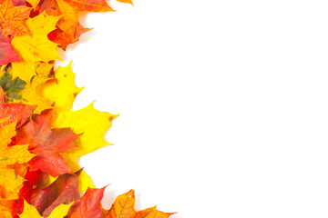 Naklejka na ściany i meble Beautiful autumn maple leaves