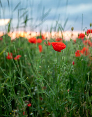 Field of red poppies at sunset. Shallow depth of field