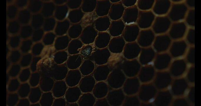 Stunning Shot of Honey Bees inside Honeycomb. Close Up