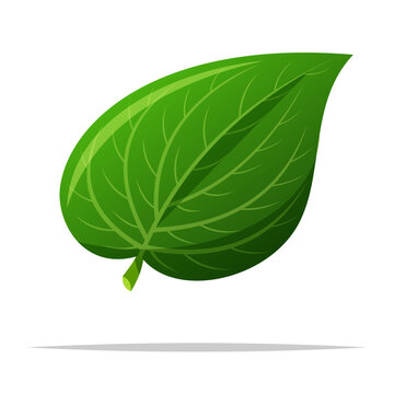 Betel leaf vector isolated illustration