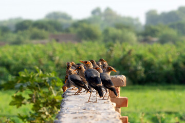 bank myna in wildlife , flock of bank myna on the wall,The bank myna is a myna found in the...