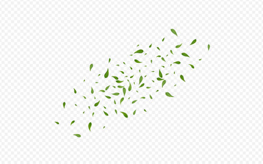 Olive Leaves Abstract Vector Transparent