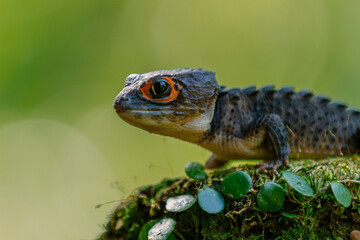 Red Eyed Crocodile Skink (Tribolonotus gracilis), animal closeup 