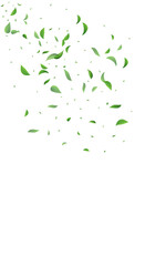 Green Leaves Fly Vector White Background Plant.