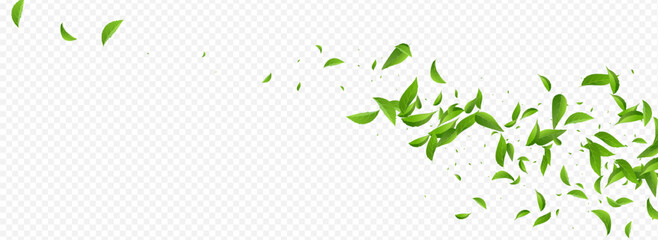 Mint Leaf Nature Vector Panoramic Transparent © Natallia