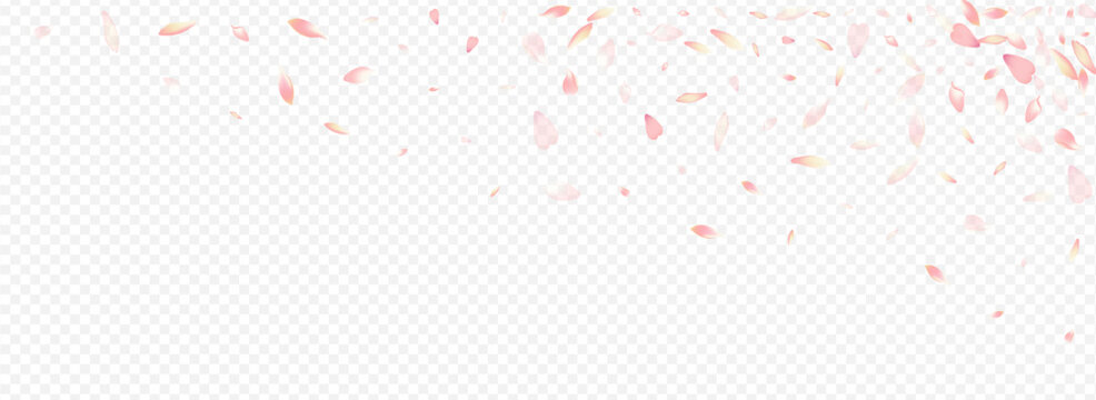 Pink Blooming Vector Panoramic Transparent