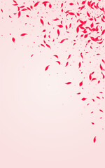 Red Sakura Vector Pink Background. Japan Cherry