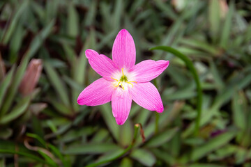 Naturally occurring pink flowers with a blurred background.